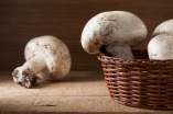 Pilze sind gesund - Heilpilze können noch viel mehr