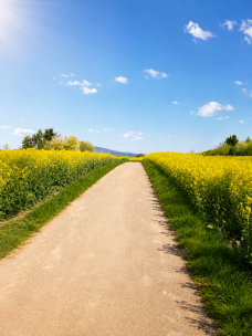 Nordic Walking im Feld